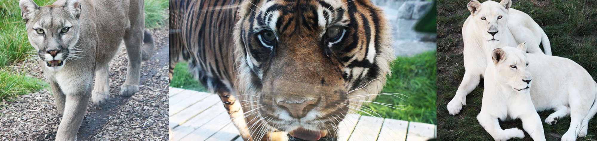 Countrystyle visits the Big Cats Sanctuary
