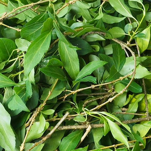 GREEN2_2